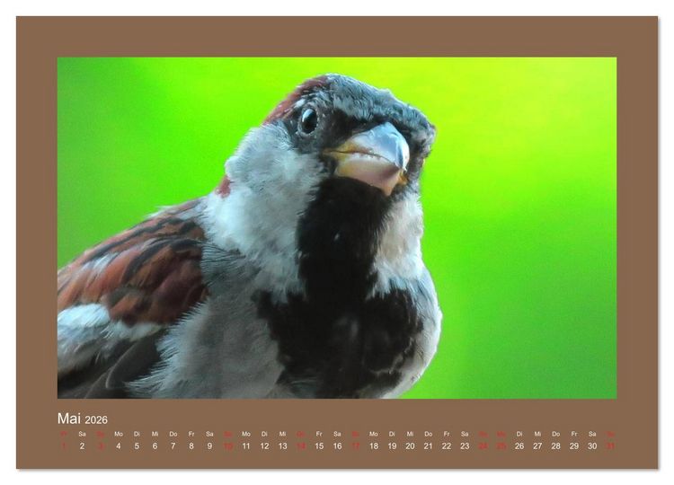 Produktbild: Vogelportr&auml;ts - Heimische V&ouml;gel auf meinem Balkon (hochwertiger Premium Wandkalender 2026 DIN A2 quer), Kunstdruck in Hochglanz