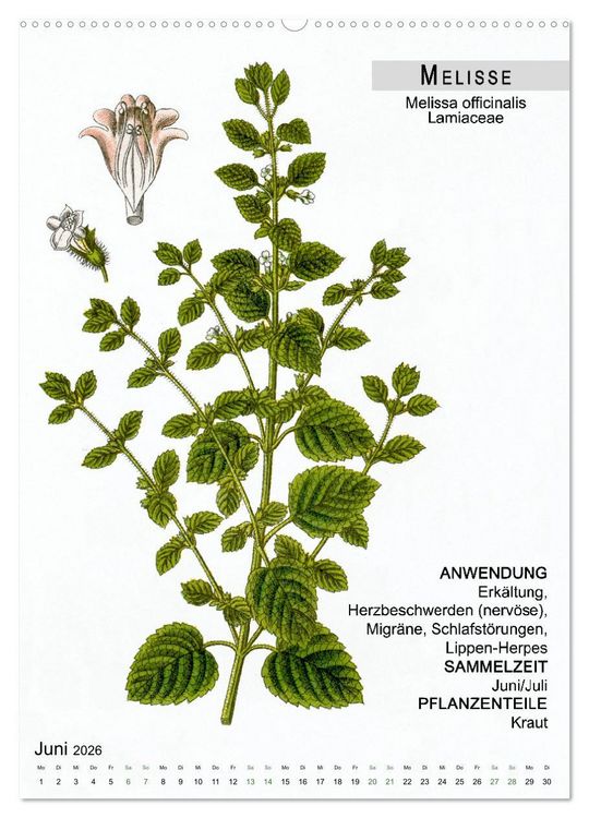Produktbild: Heilpflanzen (hochwertiger Premium Wandkalender 2026 DIN A2 hoch), Kunstdruck in Hochglanz