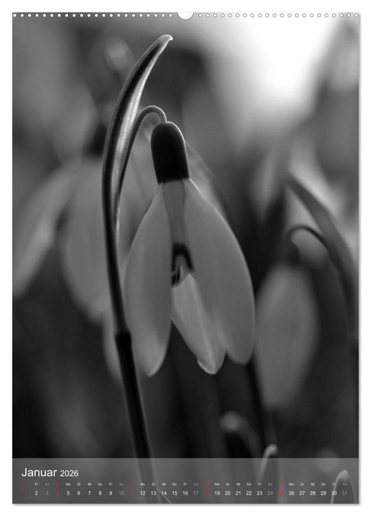 Produktbild: Monochrome Bl&uuml;ten - In Schwarz-Wei&szlig; Bildern durch das Jahr (Wandkalender 2026 DIN A2 hoch), CALVENDO Monatskalender