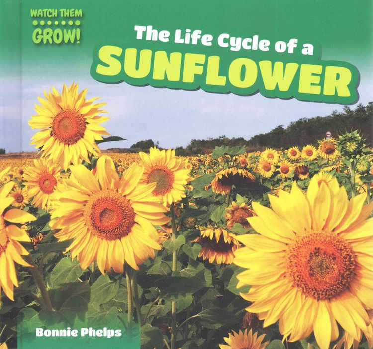 Produktbild: Life Cycle Of a Sunflower