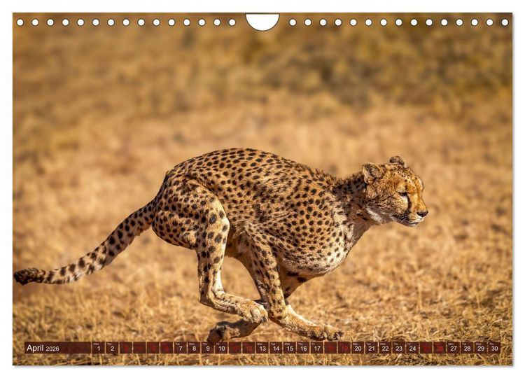 Produktbild: Amazing Cheetahs (Wall Calendar 2026 DIN A4 landscape), CALVENDO 12 Month Wall Calendar