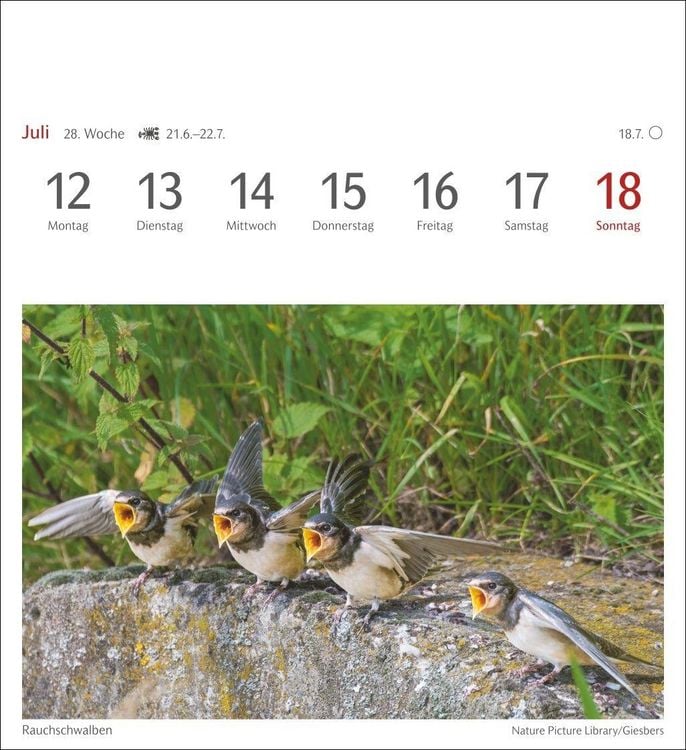 Produktbild: Heimische V&ouml;gel Postkartenkalender 2027 - Wochenkalender mit 53 Postkarten