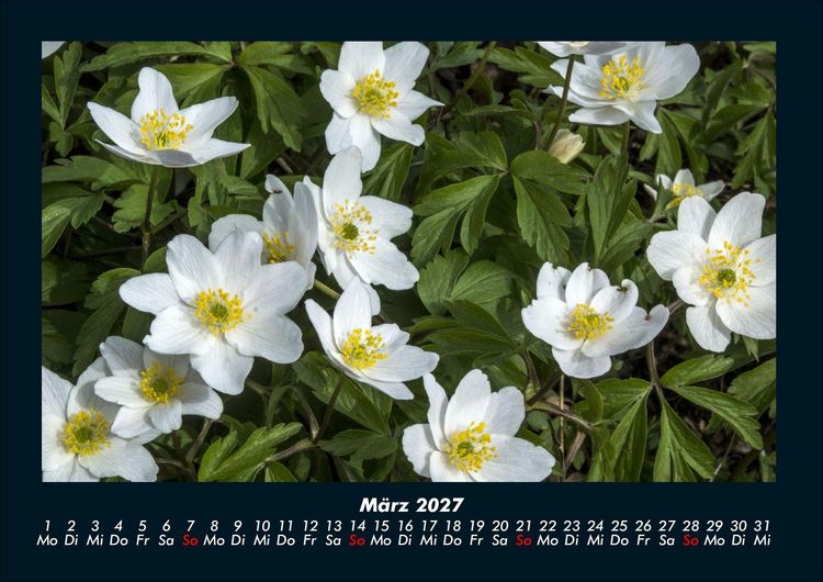 Produktbild: Blumenzauber 2027 Fotokalender DIN A4