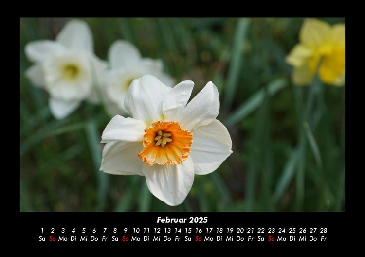 Produktbild: Blumenzauber 2025 Fotokalender DIN A3