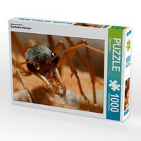 Produktbild: CALVENDO Puzzle Exotische Ameisen 1000 Teile Lege-Gr&ouml;&szlig;e 64 x 48 cm Foto-Puzzle Bild von Roland St&ouml;rmer