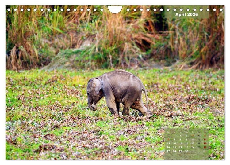 Produktbild: Wilde Tiere Indiens (Wandkalender 2026 DIN A4 quer), CALVENDO Monatskalender