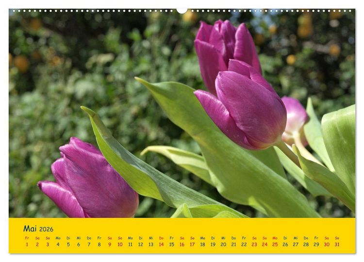 Produktbild: Tulpentraum (Wandkalender 2026 DIN A2 quer), CALVENDO Monatskalender