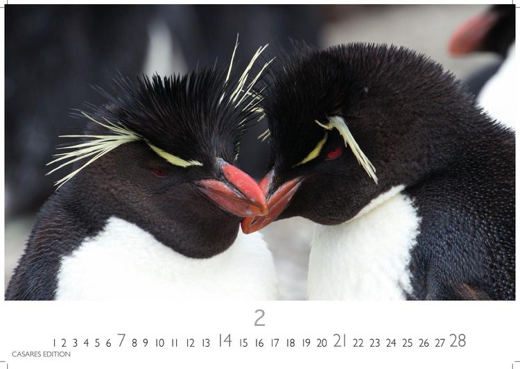 Produktbild: Pinguine Kalender 2027 &ndash; Wandkalender | Fotokalender Tierkalender 24x35cm | . mit niedlichen Pinguin-Motiven im antarktischen Lebensraum.