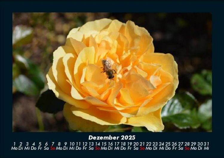 Produktbild: Rosentraum 2025 Fotokalender DIN A5
