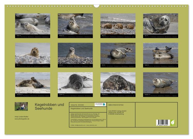 Produktbild: Kegelrobben und Seehunde (Wandkalender 2026 DIN A2 quer), CALVENDO Monatskalender