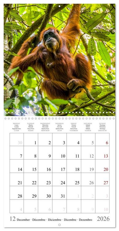 Produktbild: Orangutans in the jungle of Sumatra (Wall Calendar 2026 12 &times; 12 Inch) CALVENDO 12 Month Wall Calendar