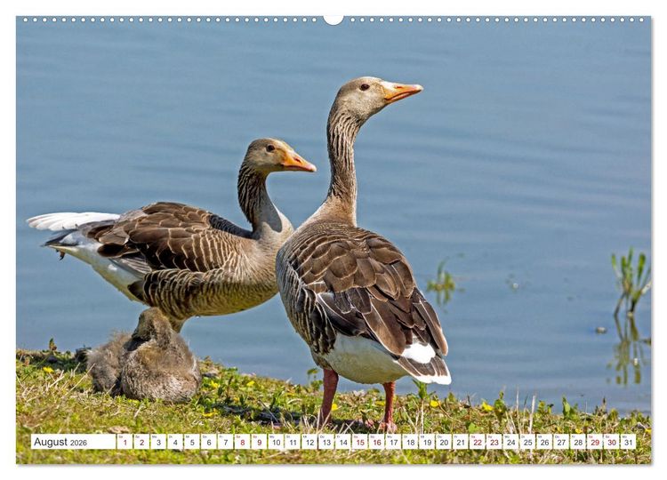 Produktbild: Sturmerprobt - V&ouml;gel an Nordfrieslands K&uuml;ste (hochwertiger Premium Wandkalender 2026 DIN A2 quer), Kunstdruck in Hochglanz