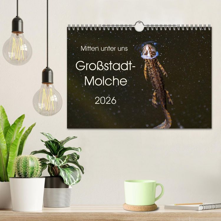 Produktbild: Mitten unter uns - Gro&szlig;stadt-Molche (Wandkalender 2026 DIN A4 quer), CALVENDO Monatskalender