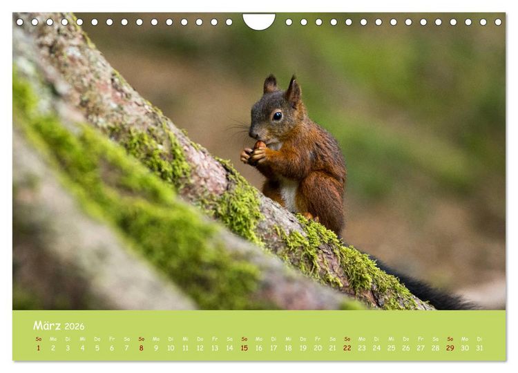 Produktbild: Eichh&ouml;rnchen - die s&uuml;&szlig;en Nussknacker (Wandkalender 2026 DIN A4 quer), CALVENDO Monatskalender