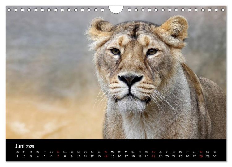 Produktbild: Tiere unserer Erde (Wandkalender 2026 DIN A4 quer), CALVENDO Monatskalender