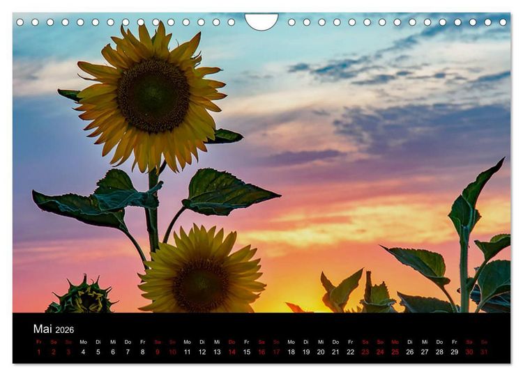 Produktbild: Blumen der Sonne (Wandkalender 2026 DIN A4 quer), CALVENDO Monatskalender