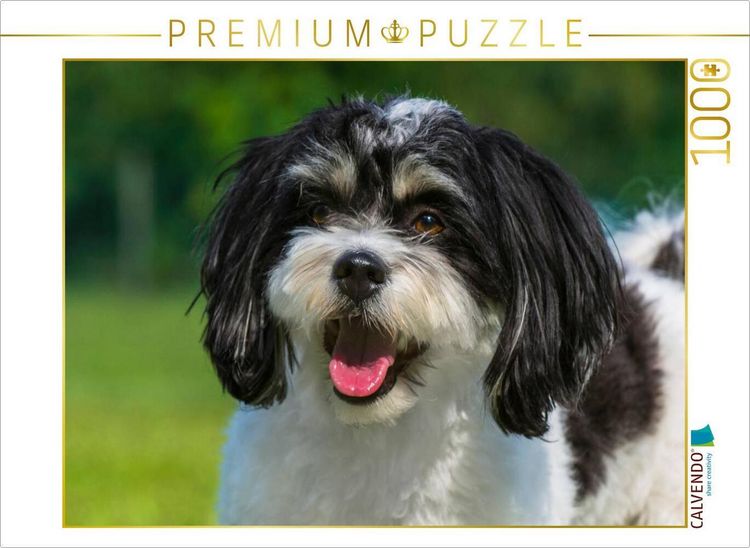 Produktbild: CALVENDO Puzzle Havaneser Portr&auml;t | 1000 Teile Lege-Gr&ouml;&szlig;e 64x48cm Foto-Puzzle f&uuml;r gl&uuml;ckliche Stunden