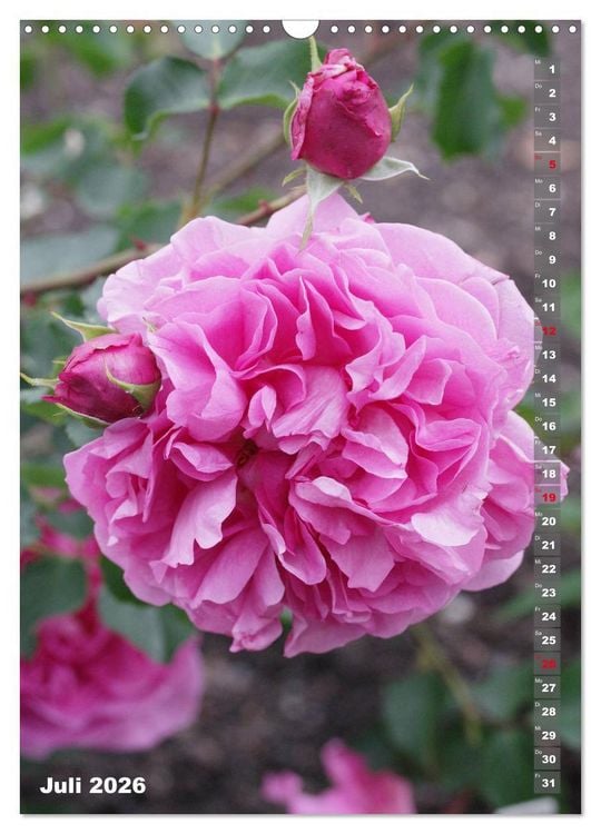 Produktbild: Sch&ouml;nste Rosen (Wandkalender 2026 DIN A3 hoch), CALVENDO Monatskalender