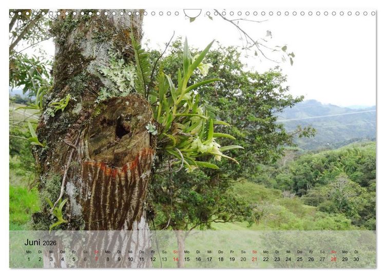 Produktbild: Orchideenland Ecuador (Wandkalender 2026 DIN A3 quer), CALVENDO Monatskalender
