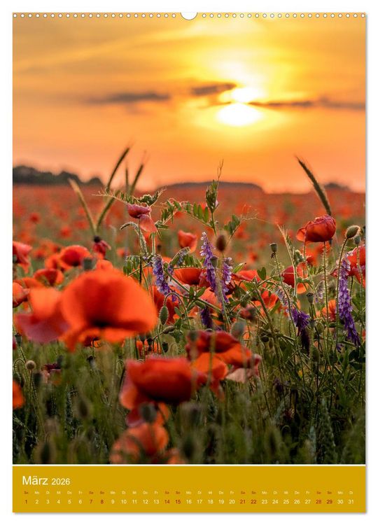Produktbild: Mohnblumen - kraftvoll und zart (Wandkalender 2026 DIN A2 hoch), CALVENDO Monatskalender