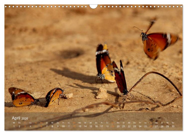 Produktbild: Botswana Wildlife (Wandkalender 2026 DIN A3 quer), CALVENDO Monatskalender