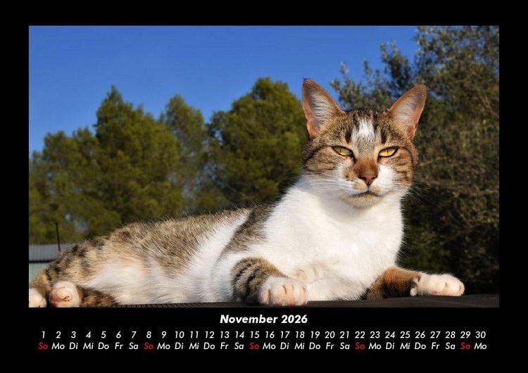 Produktbild: F&uuml;r Katzenfreunde 2026 Fotokalender DIN A3