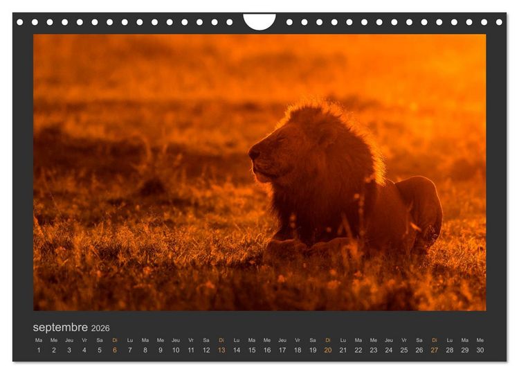 Produktbild: Lions &ndash; Photographies de la faune (Calendrier mural 2026 DIN A4 vertical), CALVENDO calendrier mensuel