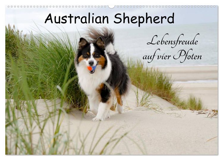Produktbild: Australian Shepherd - Lebensfreude auf vier Pfoten (Wandkalender 2026 DIN A2 quer), CALVENDO Monatskalender