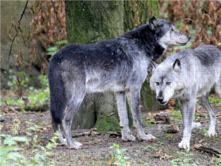Produktbild: CALVENDO Puzzle Der Timberwolf - Der J&auml;ger aus den Rocky Mountains 1000 Teile Lege-Gr&ouml;&szlig;e 64 x 48 cm Foto-Puzzle Bild von Arno Klatt
