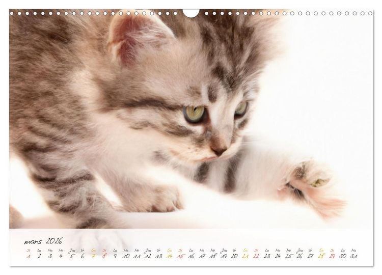 Produktbild: Chatons trop mignons (Calendrier mural 2026 DIN A3 vertical), CALVENDO calendrier mensuel