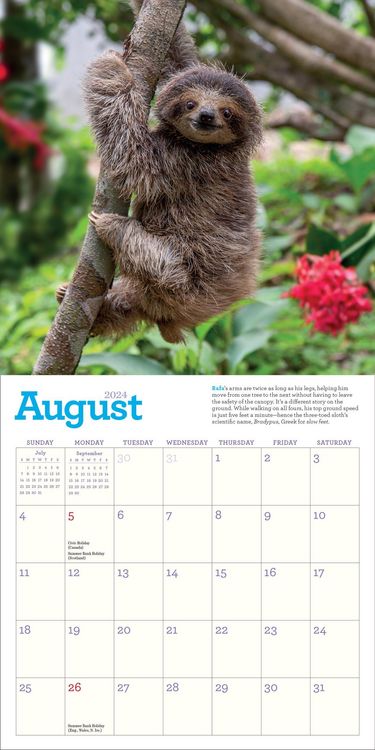 Produktbild: Cooke, L: Original Sloths Mini Wall Calendar 2024