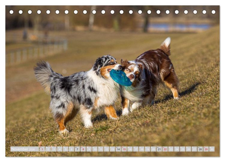 Produktbild: Australian Shepherd 2026 (Tischkalender 2026 DIN A5 quer), CALVENDO Monatskalender