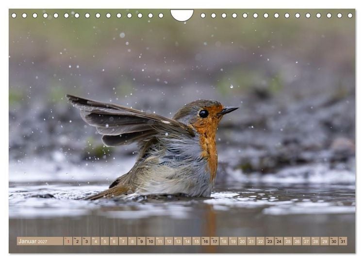 Produktbild: Robin, das s&uuml;&szlig;e Rotkehlchen (Wandkalender 2027 DIN A4 quer), CALVENDO Monatskalender