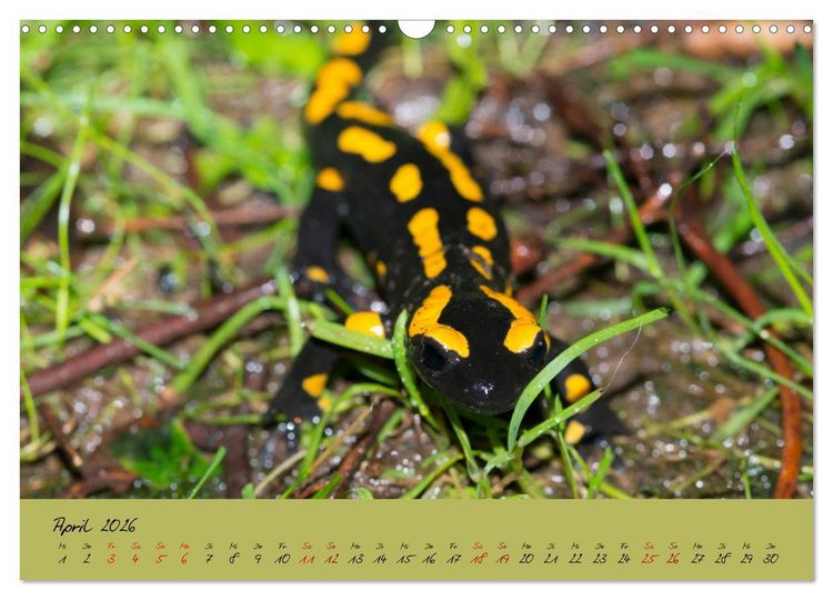 Produktbild: Feuersalamander - Liebenswerte Heimlichtuer (Wandkalender 2026 DIN A3 quer), CALVENDO Monatskalender