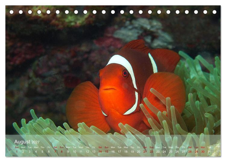 Produktbild: Anemonefish - always busy - always on the move (Desk Calendar 2027 DIN A5 landscape), CALVENDO 12 Month DeskCalendar