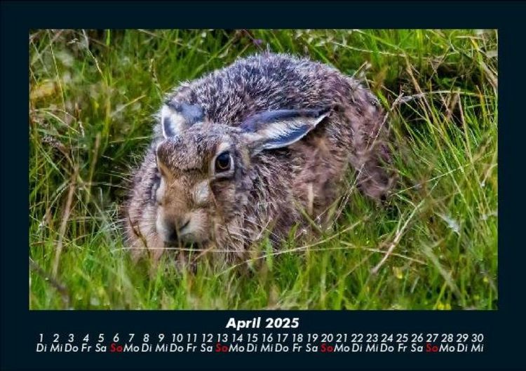 Produktbild: Der Tierkalender 2025 Fotokalender DIN A5