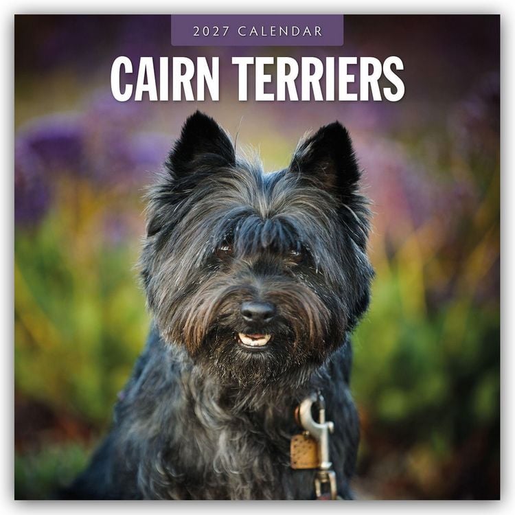 Produktbild: Cairn Terriers &ndash; Cairn Terrier 2027 &ndash; 16-Monatskalender