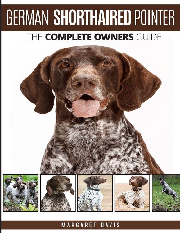 Produktbild: German Shorthaired Pointer