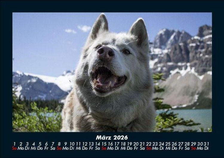 Produktbild: Hundezauber 2026 Fotokalender DIN A5