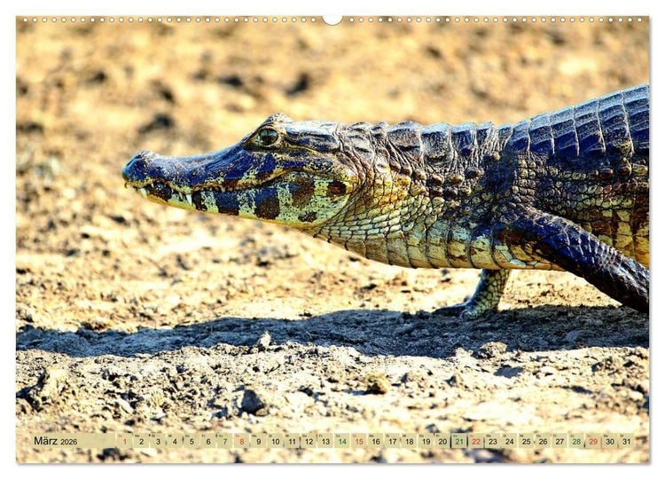 Produktbild: Krokodile in der Wildnis (hochwertiger Premium Wandkalender 2026 DIN A2 quer), Kunstdruck in Hochglanz