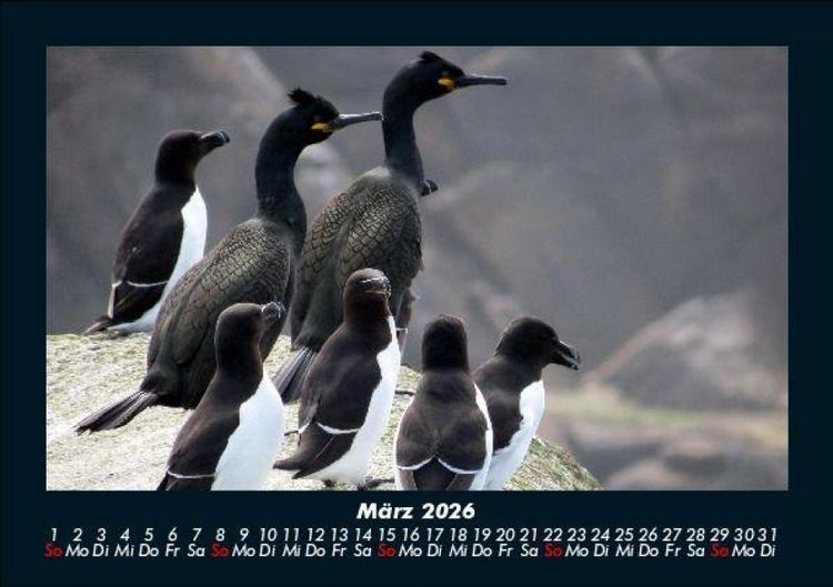 Produktbild: Tierkalender 2026 Fotokalender DIN A5