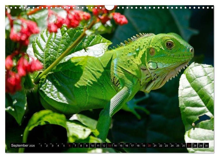 Produktbild: Regenwald &bull; Tiere im Dschungel (Wandkalender 2026 DIN A3 quer), CALVENDO Monatskalender