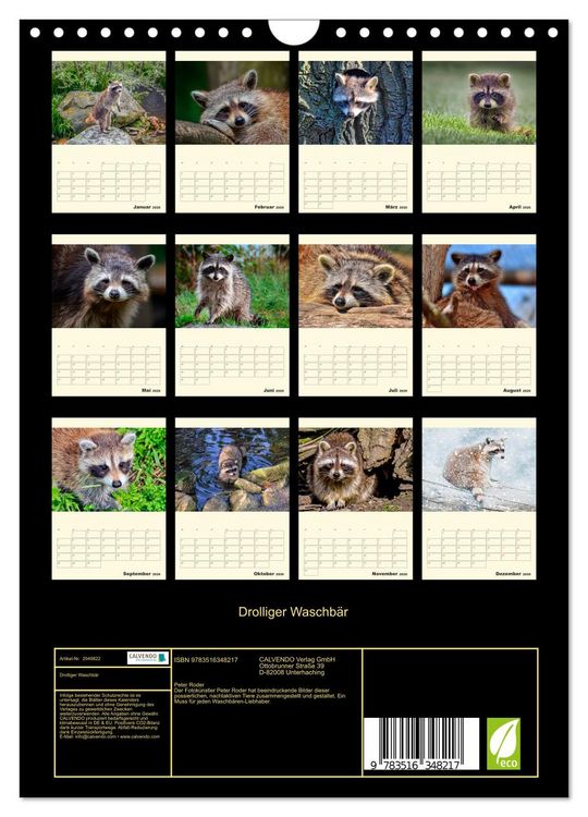 Produktbild: Drolliger Waschb&auml;r (Wandkalender 2026 DIN A4 hoch), CALVENDO Monatskalender