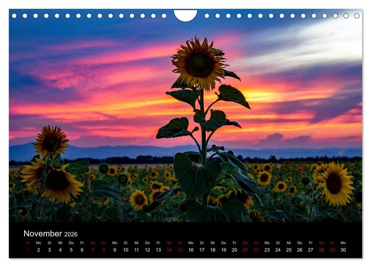 Produktbild: Blumen der Sonne (Wandkalender 2026 DIN A4 quer), CALVENDO Monatskalender