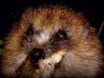 Produktbild: CALVENDO Puzzle Ein Motiv aus dem Kalender " Meine Igel" | 1000 Teile Lege-Gr&ouml;&szlig;e 64x48cm Foto-Puzzle f&uuml;r gl&uuml;ckliche Stunden