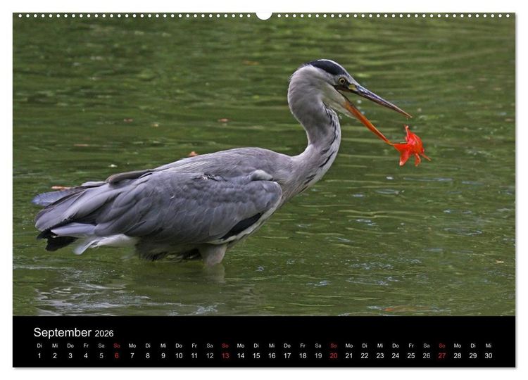 Produktbild: Aus dem Leben der Graureiher (hochwertiger Premium Wandkalender 2026 DIN A2 quer), Kunstdruck in Hochglanz