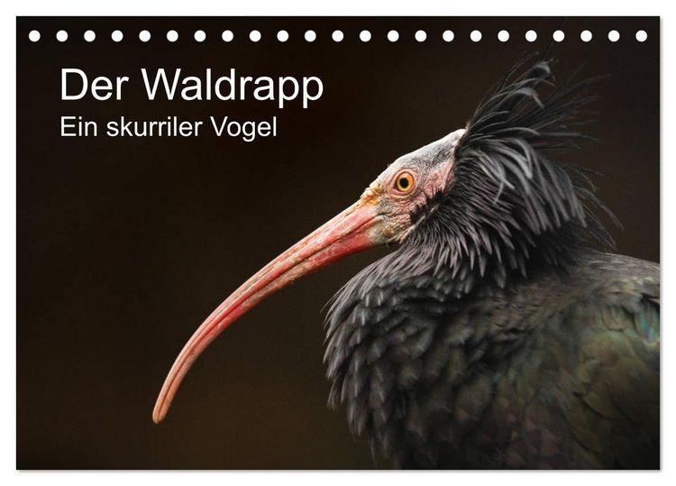 Produktbild: Der Waldrapp - Ein skurriler Vogel (Tischkalender 2026 DIN A5 quer), CALVENDO Monatskalender