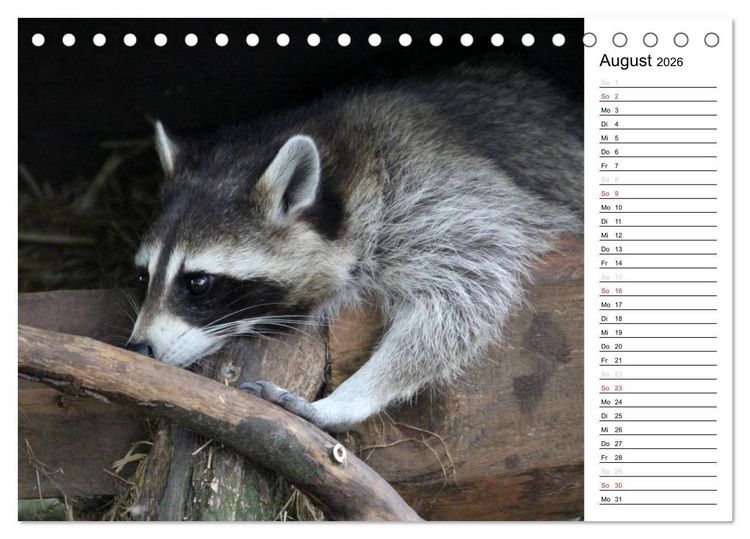 Produktbild: Der kleine R&auml;uber mit Maske - Waschb&auml;ren (Tischkalender 2026 DIN A5 quer), CALVENDO Monatskalender
