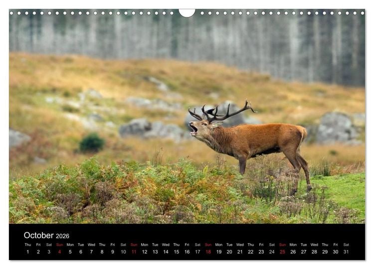 Produktbild: Scotland's Wildlife 2026 (Wall Calendar 2026 DIN A3 landscape), CALVENDO 12 Month Wall Calendar