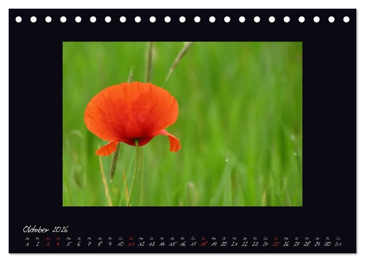Produktbild: MOHNographie (Tischkalender 2026 DIN A5 quer), CALVENDO Monatskalender